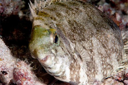 simsearch:841-06444787,k - White spotted rabbitfish (Siganus canaliculatus) in its marking phase, when resting on the sea bottom displays mottled pattern, Sulawesi, Indonesia, Southeast Asia, Asia Stock Photo - Rights-Managed, Code: 841-06444618