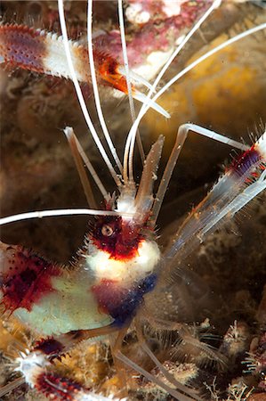 Cleaner shrimp (Stenopus hispidus), Sulawesi, Indonesia, Southeast Asia, Asia Stock Photo - Rights-Managed, Code: 841-06444619