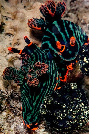 sea slug - Nembrotha kubaryana nudibranches mating, Sulawesi, Indonesia, Southeast Asia, Asia Stock Photo - Rights-Managed, Code: 841-06444613