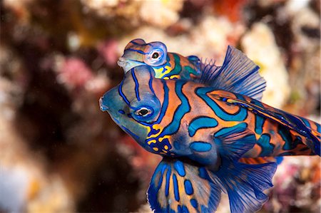 Mandarinfish (Synchiropus splendidus) mating, Sulawesi, Indonesia, Southeast Asia, Asia Stock Photo - Rights-Managed, Code: 841-06444626