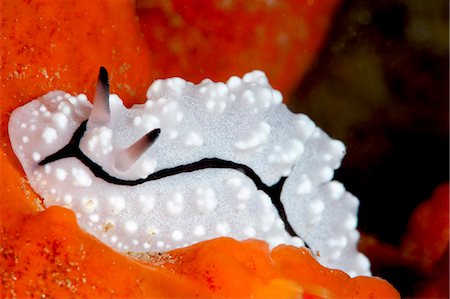 sea slug - Phyllidiopsis pipeki nudibranch, Sulawesi, Indonesia, Southeast Asia, Asia Stock Photo - Rights-Managed, Code: 841-06444623