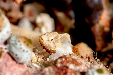 simsearch:841-06444702,k - Baby devil scorpionfish (Scorpaenopsis diabolus), Sulawesi, Indonesia, Southeast Asia, Asia Foto de stock - Con derechos protegidos, Código: 841-06444637