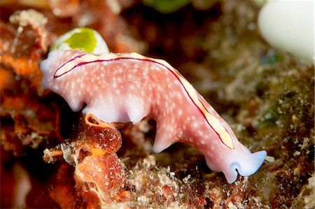 Pseudoceros bifurcus flatworm, Sulawesi, Indonesia, Southeast Asia, Asia Stock Photo - Rights-Managed, Code: 841-06444630
