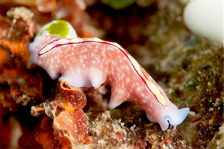 sea life under water not people - Pseudoceros bifurcus flatworm, Sulawesi, Indonesia, Southeast Asia, Asia Stock Photo - Rights-Managed, Code: 841-06444630