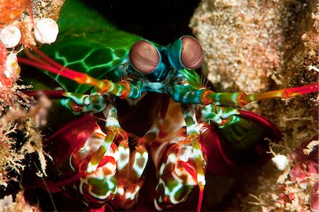 Mantis shrimp (Odontodactylus scyllarus), Sulawesi, Indonesia, Southeast Asia, Asia Stock Photo - Rights-Managed, Code: 841-06444631