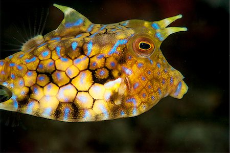 simsearch:625-01745392,k - Longhorn cowfish (Lactoria conuta), Sulawesi, Indonesia, Southeast Asia, Asia Stock Photo - Rights-Managed, Code: 841-06444632