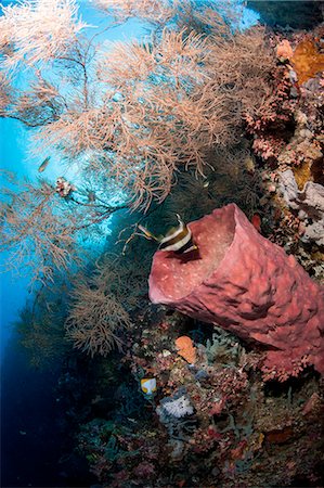 reef - Reef with azure vase sponge and pennant bannerfish (Heniochus chrysostomus), Sulawesi, Indonesia, Southeast Asia, Asia Stock Photo - Rights-Managed, Code: 841-06444644
