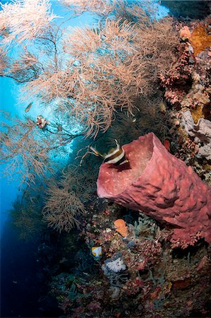 Reef with azure vase sponge and pennant bannerfish (Heniochus chrysostomus), Sulawesi, Indonesia, Southeast Asia, Asia Stock Photo - Rights-Managed, Code: 841-06444644