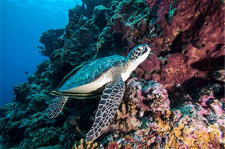 Green turtle (Chelonia mydas) with remoras Rachyucentron canadum), Sulawesi, Indonesia, Southeast Asia, Asia Foto de stock - Con derechos protegidos, Código: 841-06444649