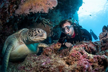 Tortue imbriquée (Eretmochelys imbricata) et plongeur, Sulawesi, en Indonésie, l'Asie du sud-est, Asie Photographie de stock - Rights-Managed, Code: 841-06444640