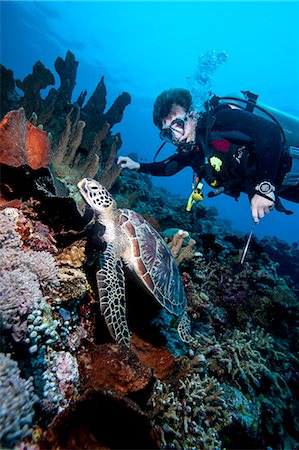 Diver and green turtle (Chelonia mydas), Sulawesi, Indonesia, Southeast Asia, Asia Stock Photo - Rights-Managed, Code: 841-06444658