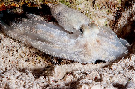 pulpo azulón - Reef octopus (Octopus cyanea), Sulawesi, Indonesia, Southeast Asia, Asia Foto de stock - Con derechos protegidos, Código: 841-06444664