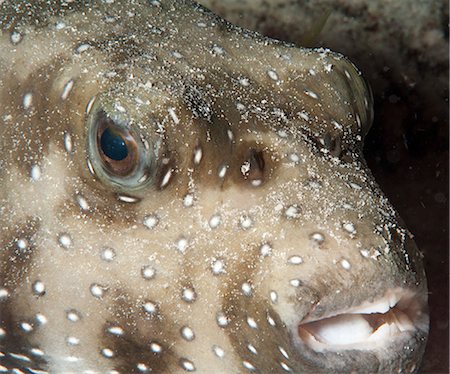 simsearch:841-06340937,k - White spotted puffer fish (Arothron hispidus), Sulawesi, Indonesia, Southeast Asia, Asia Stock Photo - Rights-Managed, Code: 841-06444665