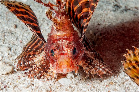 simsearch:841-06444723,k - Shortfin lionfish (Dendrochirus brachypterus), Sulawesi, Indonesia, Southeast Asia, Asia Foto de stock - Con derechos protegidos, Código: 841-06444669