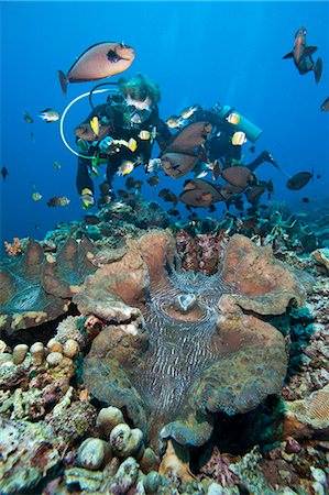Giant clam and vlaming's unicorn fish (Naso vlamingii), Sulawesi, Indonesia, Southeast Asia, Asia Stock Photo - Rights-Managed, Code: 841-06444660