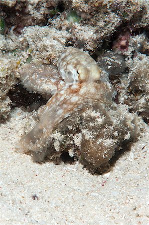 simsearch:841-06340947,k - Reef octopus (Octopus cyanea), Sulawesi, Indonesia, Southeast Asia, Asia Stock Photo - Rights-Managed, Code: 841-06444663