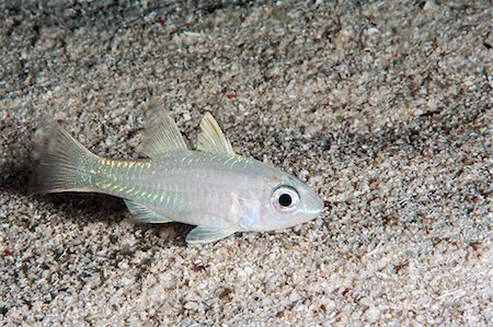 Yellow eyed cardinalfish (Apogon monospilus), Sulawesi, Indonesia, Southeast Asia, Asia Stock Photo - Rights-Managed, Code: 841-06444674