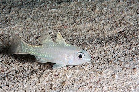 simsearch:841-06340936,k - Yellow eyed cardinalfish (Apogon monospilus), Sulawesi, Indonesia, Southeast Asia, Asia Foto de stock - Con derechos protegidos, Código: 841-06444674