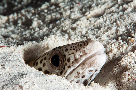 simsearch:841-06444723,k - Barred sand conger eel (Poecilogonger fasciatus), Sulawesi, Indonesia, Southeast Asia, Asia Foto de stock - Con derechos protegidos, Código: 841-06444675