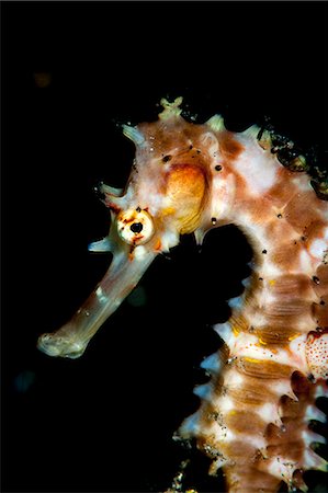 Thorny seahorse (Hippocampus hystrix), Sulawesi, Indonesia, Southeast Asia, Asia Stock Photo - Rights-Managed, Code: 841-06444689