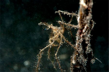 Araignée de mer (Acheus japonicus), Sulawesi, Indonésie, Asie du sud-est, Asie Photographie de stock - Rights-Managed, Code: 841-06444698