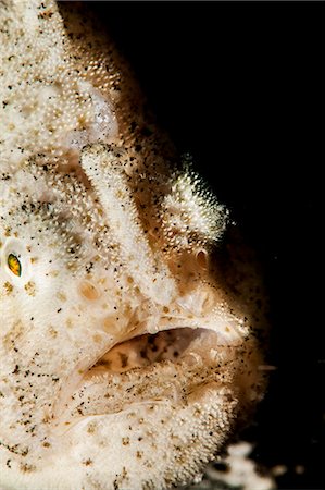 simsearch:841-06340936,k - Hispid frogfish (Antennarius hispidus), Sulawesi, Indonesia, Southeast Asia, Asia Foto de stock - Con derechos protegidos, Código: 841-06444706