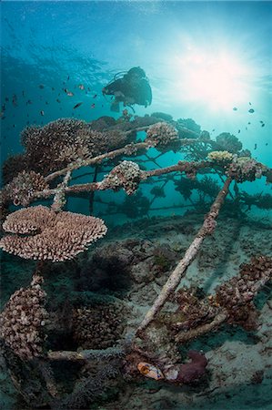 simsearch:841-06444780,k - Coral encrusted biosphere in the marine reserve at Gangga Island, Sulawesi, Indonesia, Southeast Asia, Asia Foto de stock - Con derechos protegidos, Código: 841-06444708