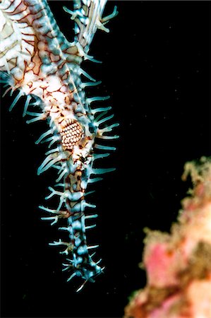 Ornate ghostpipefish (Solenostomus paradoxus) female, Sulawesi, Indonesia, Southeast Asia, Asia Stock Photo - Rights-Managed, Code: 841-06444715