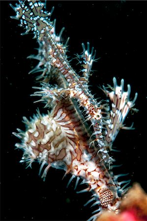 Ornate ghostpipefish (Solenostomus paradoxus) female, Sulawesi, Indonesia, Southeast Asia, Asia Stock Photo - Rights-Managed, Code: 841-06444716