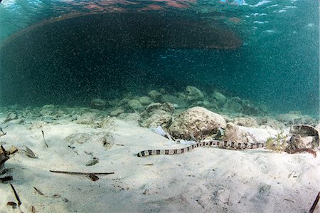 sulawesi - Bandes anguille serpent (Myrichthys colubrinus), Sulawesi (Indonésie), Asie du sud-est, Asie Photographie de stock - Rights-Managed, Code: 841-06444711