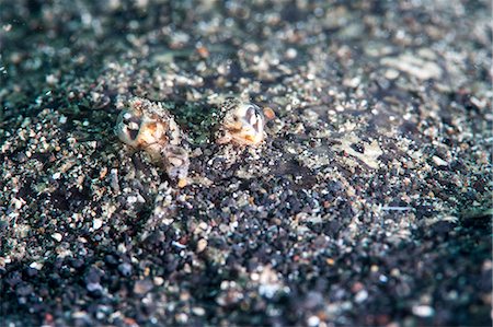 simsearch:6119-07943594,k - Largescale flounder (Engyprosopon grandisquama), Sulawesi, Indonesia, Southeast Asia, Asia Stock Photo - Rights-Managed, Code: 841-06444725