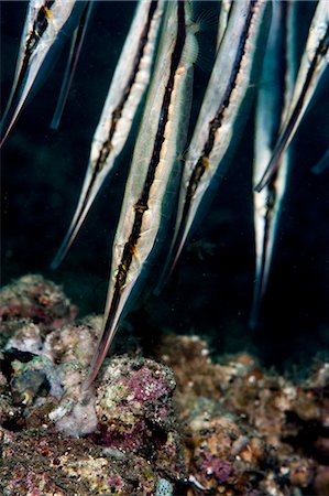 simsearch:841-06340965,k - Razorfish (Aeoliscus strigatus), Sulawesi, Indonésie, Asie du sud-est, Asie Photographie de stock - Rights-Managed, Code: 841-06444726