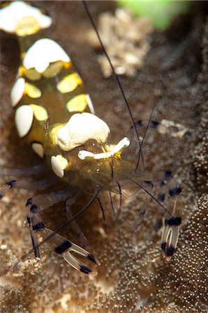 Anemone shrimp (Periclimenes brevicarpalis), Sulawesi, Indonesia, Southeast Asia, Asia Stock Photo - Rights-Managed, Code: 841-06444727