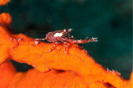 Squat lobster (Galathea sp.), Sulawesi, Indonesia, Southeast Asia, Asia Stock Photo - Rights-Managed, Code: 841-06444740