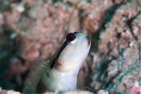 simsearch:841-06444723,k - Black line shrimp goby (Myersina nigrivirgate), Sulawesi, Indonesia, Southeast Asia, Asia Foto de stock - Con derechos protegidos, Código: 841-06444742