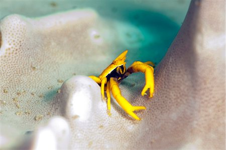 sulawesi - Elegant squat lobster (Allogalathea elegans), Sulawesi, Indonesia, Southeast Asia, Asia Stock Photo - Rights-Managed, Code: 841-06444755