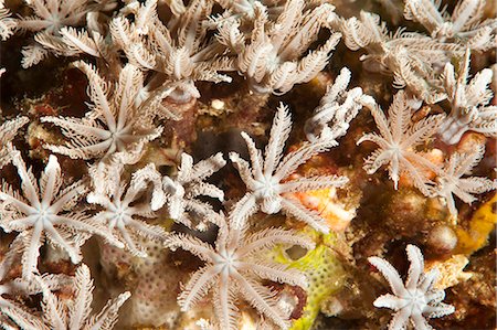 simsearch:841-06444723,k - Tree fern soft coral (Clavularia sp.), Sulawesi, Indonesia, Southeast Asia, Asia Foto de stock - Con derechos protegidos, Código: 841-06444757
