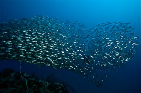 School of fish formed into a heart shape, Thailand, Southeast Asia, Asia Stock Photo - Rights-Managed, Code: 841-06444766