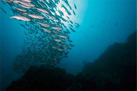 fishes school - School of fish, Thailand, Southeast Asia, Asia Foto de stock - Con derechos protegidos, Código: 841-06444767