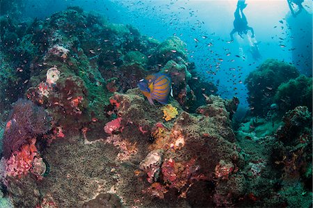 simsearch:841-02925611,k - Reef scene with blue angelfish (Pomacanthus annularis), Thailand, Southeast Asia, Asia Stock Photo - Rights-Managed, Code: 841-06444774