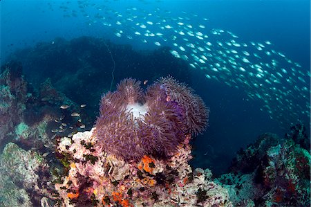 simsearch:841-02925610,k - Anemone at Chumporm Pinnacle, Thailand, Southeast Asia, Asia Stock Photo - Rights-Managed, Code: 841-06444772