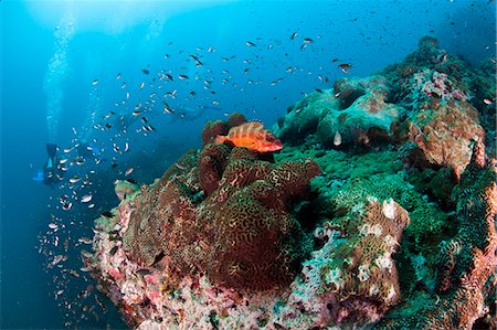 simsearch:841-06340965,k - Mérou à Chumporn Pinnacle, Thaïlande, Asie du sud-est, Asie Photographie de stock - Rights-Managed, Code: 841-06444773