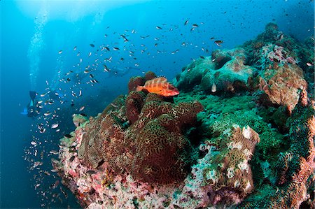 Grouper at Chumporn Pinnacle, Thailand, Southeast Asia, Asia Stock Photo - Rights-Managed, Code: 841-06444773