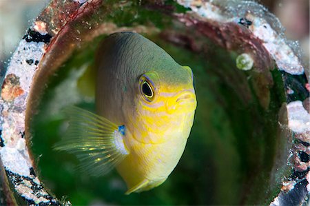 simsearch:841-02925611,k - Golden damsel fish (Amblyglyphidodon aureus) in a coral encrusted bottle, Sulawesi, Indonesia, Southeast Asia, Asia Stock Photo - Rights-Managed, Code: 841-06444789