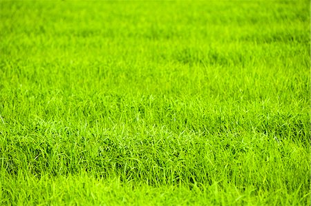 Rice paddy fields near Chiang Rai, Thailand, Southeast Asia, Asia Foto de stock - Direito Controlado, Número: 841-06445184