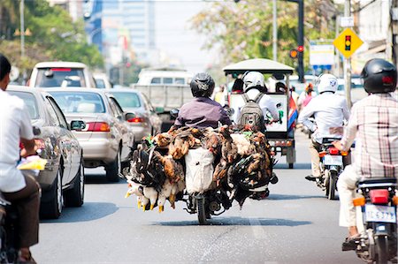 Live chickens and ducks being taken to market on a moped in Phnom Penh, Cambodia, Indochina, Southeast Asia, Asia Stock Photo - Rights-Managed, Code: 841-06445199