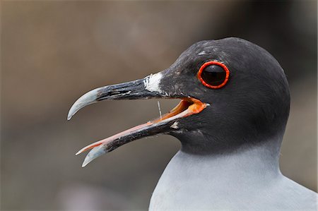 simsearch:841-08438608,k - Swallow-tailed gull (Creagrus furcatus), Genovesa Island, Galapagos Islands, UNESCO World Heritge Site, Ecuador, South America Foto de stock - Con derechos protegidos, Código: 841-06445335