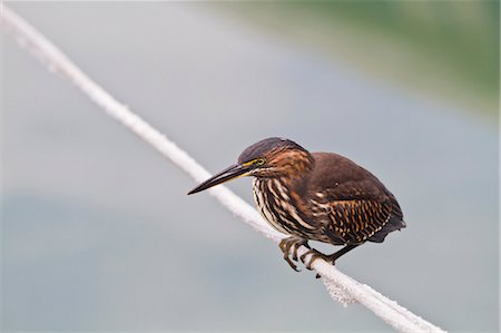 simsearch:841-06445337,k - Juvenile striated heron (Butorides striata), Puerto Ayora, Santa Cruz Island, Galapagos, UNESCO World Heritge Site, Ecuador, South America Stock Photo - Rights-Managed, Code: 841-06445333