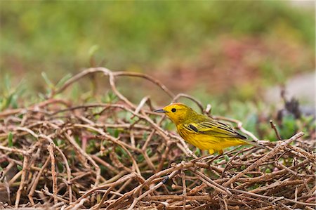 simsearch:841-06445335,k - Adult yellow warbler (Dendroica petechia aureola), Santiago Island, Galapagos Islands, UNESCO World Heritge Site, Ecuador, South America Foto de stock - Con derechos protegidos, Código: 841-06445346