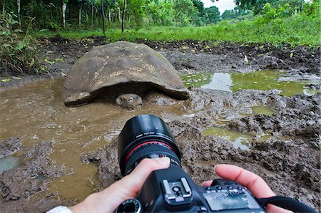 Wild Galapagos tortoise (Geochelone elephantopus), Santa Cruz Island, Galapagos Islands, Ecuador, South America Foto de stock - Con derechos protegidos, Código: 841-06445347